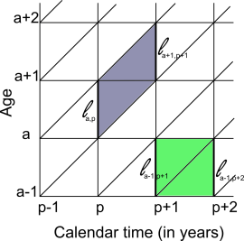 Figure 2. Calculating lifeyears in a Lexis parallelogram (blue selection) or a Lexis square (green selection). In the parallelogram, this could be done by taking the average of the number of persons alive at age ‘a’ and calendar year ‘p’ and the number of persons alive at age ‘a+1’ and year ‘p+1’ (if there is not much migration and mortality, if it occurs, does so on average in the middle of the year, this can be a very accurate measurement). In the Lexis square, the average is taken between the number of persons alive in the age category at the beginning of the year and the number at alive at the start of the next year.