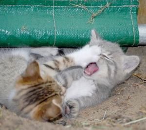 Artistic rendering of demographers fighting over methods.